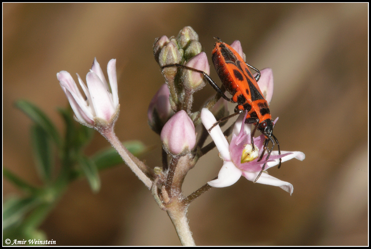 Pyrrhocoris apterus